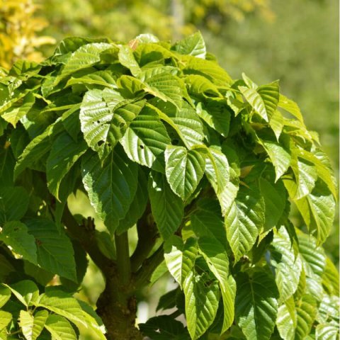 MORUS ALBA Macrophylla