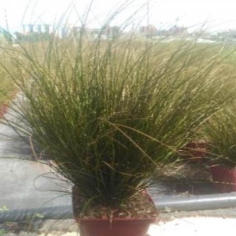 CAREX SOLANDRI - Carex