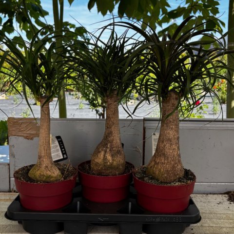 BEAUCARNEA RECURVATA - Pata de elefante