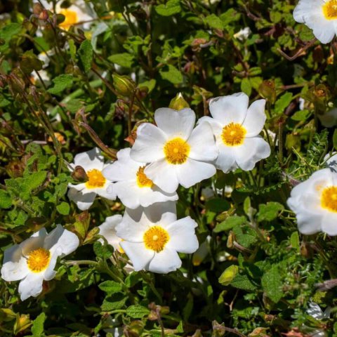 CISTUS x FLORENTINUS - Estepa