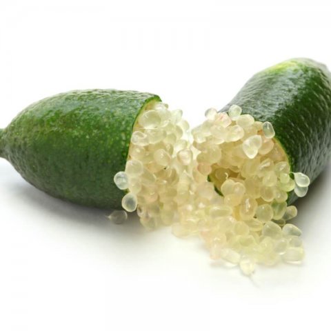 CITRUS AUSTRALASICA IVIA 788 - Caviar c�trico blanco #1