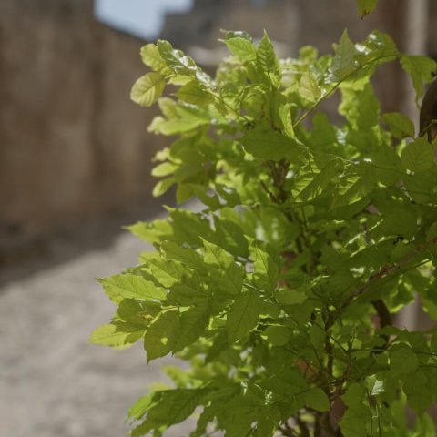 ACER OPALUS - Acir�n