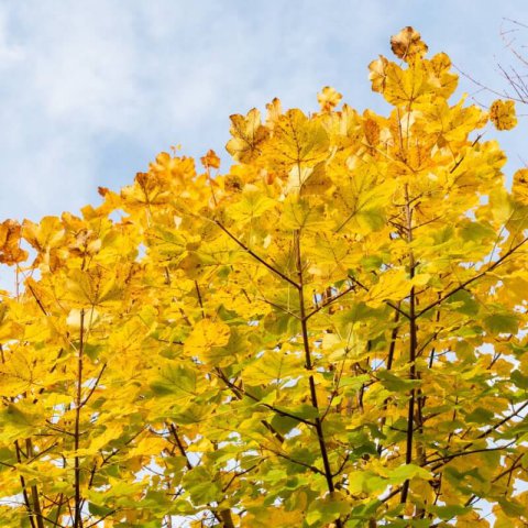 ACER OPALUS - Acir�n