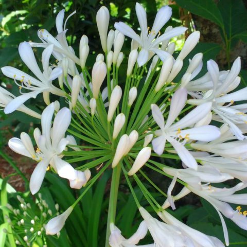 AGAPANTHUS AFRICANUS �Silver Baby�