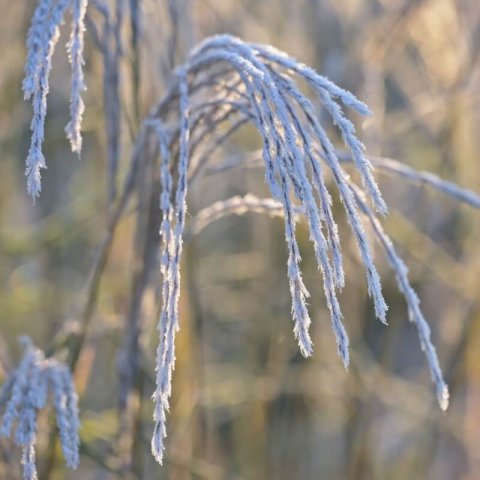 MISCANTHUS SINENSIS �Kleine Fontaine� - Eulalia