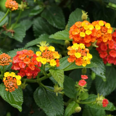 LANTANA CAMARA