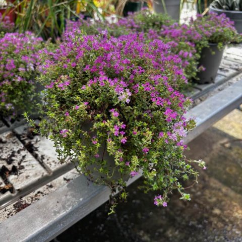 THYMUS �Creeping Red�