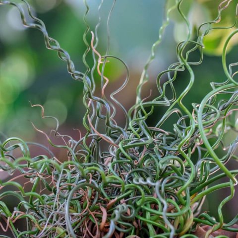 JUNCUS EFFUSUS Spiralis - Junco de esteras