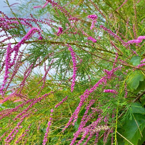 TAMARIX RAMOSISSIMA Pink Cascade
