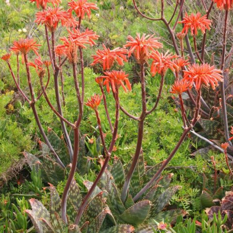 ALOE MACULATA - Torche