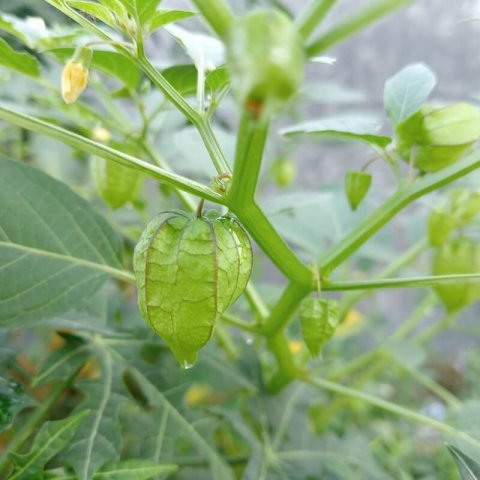 PHYSALIS PRUINOSA - Ground Cherry, Husk Tomato #1
