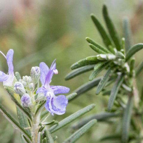 ROSMARINUS OFFICINALIS PROSTRATUS Pointe du Raz