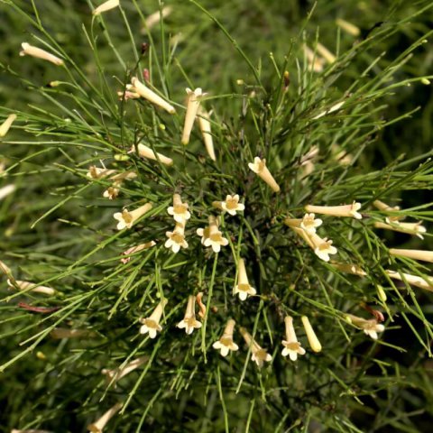RUSSELIA EQUISETIFORMIS - L�grimas de amor amarillo