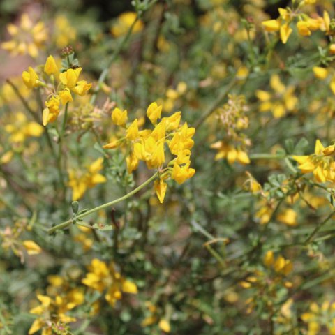 CORONILLA JUNCEA - Coronille verte