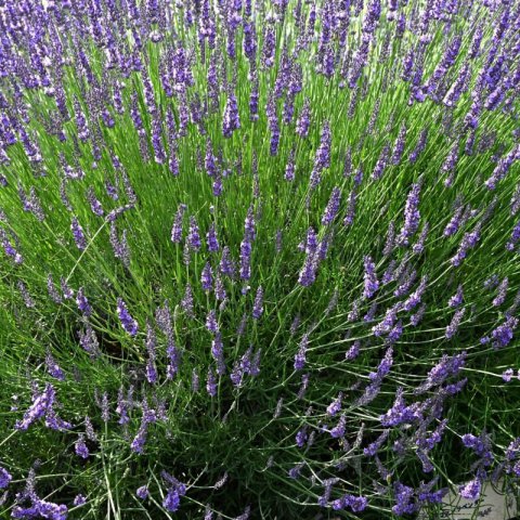 LAVANDULA x INTERMEDIA �Grosso� - Lavandin Grosso