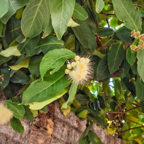 SYZYGIUM JAMBOS - POMAROSA