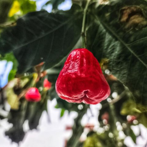 SYZYGIUM JAMBOS - POMAROSA
