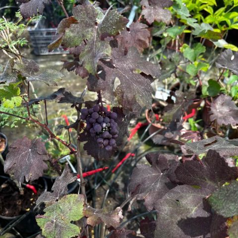 VITIS VINIFERA PURPUREA - Purple-leaved Vine #1