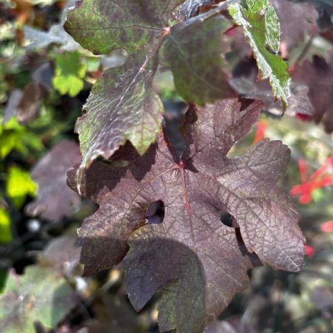 VITIS VINIFERA PURPUREA - Purple-leaved Vine #2