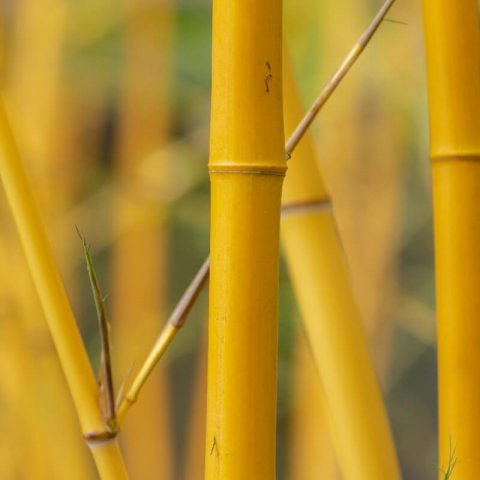 PHYLLOSTACHYS AUREA