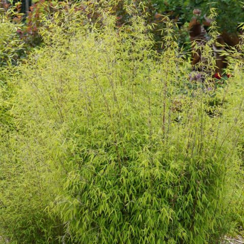 PHYLLOSTACHYS AUREA