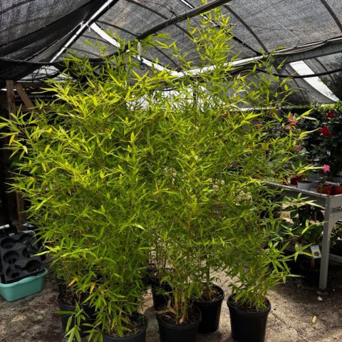 PHYLLOSTACHYS AUREA