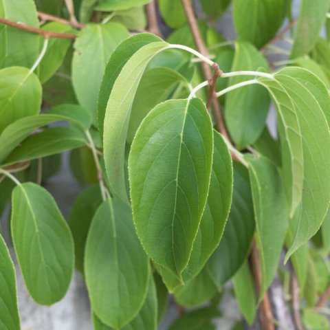 ACTINIDIA ARGUTA Issai - KIWI Issai
