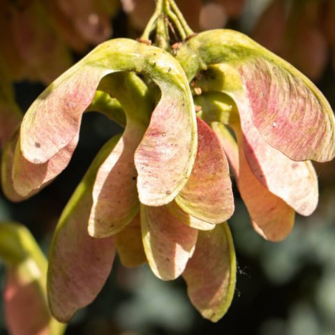 ACER OPALUS - Italian Maple