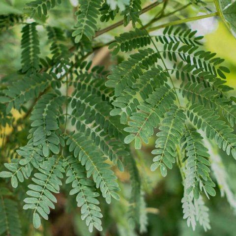 ACACIA SENEGAL