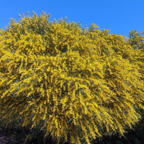 ACACIA RETINODES - Wirilda