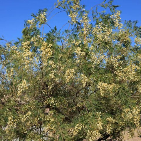 ACACIA MEARNSII - Sydney Green Wattle