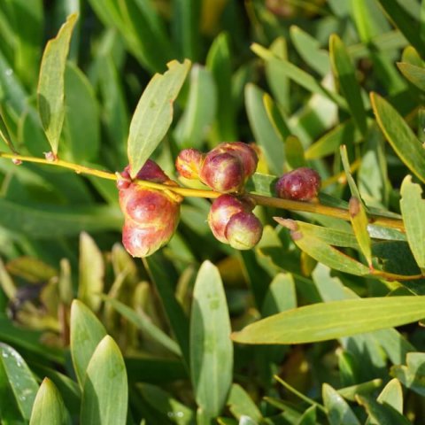 ACACIA LONGIFOLIA - Sydney Golden Wattle