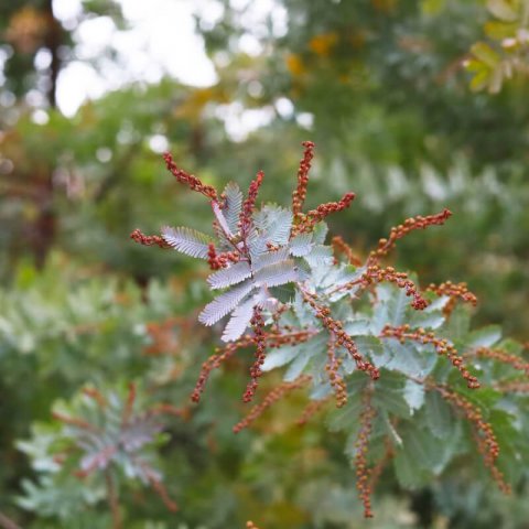 ACACIA BAILEYANA PURPUREA - Mimosa de Bailey  pourpre