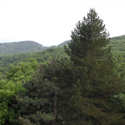 ABIES CEPHALONICA - Greek Fir