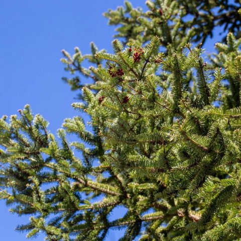 ABIES CEPHALONICA - Greek Fir