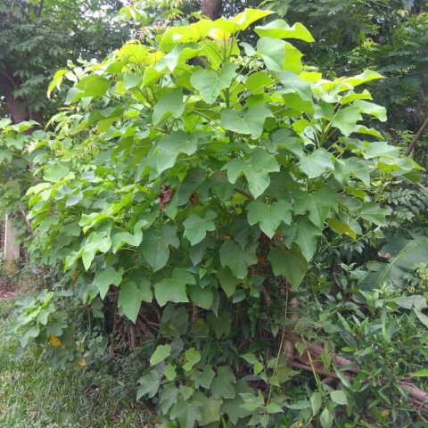 JATROPHA CURCAS - Pi��n de tempate, Jatrofa #1