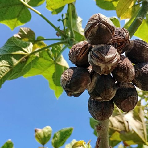 JATROPHA CURCAS - Pi��n de tempate, Jatrofa #2