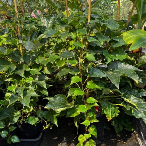 PARTHENOCISSUS TRICUSPIDATA - Vigne vierge 