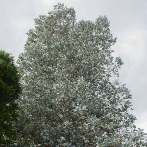 EUCALYPTUS CORDATA - Eucalipto plateado