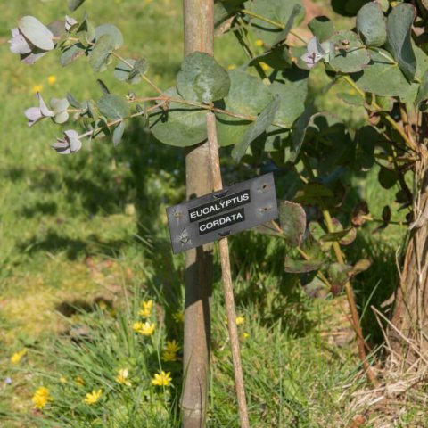 EUCALYPTUS CORDATA