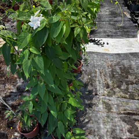 MANDEVILLA LAXA - Jazm�n chileno