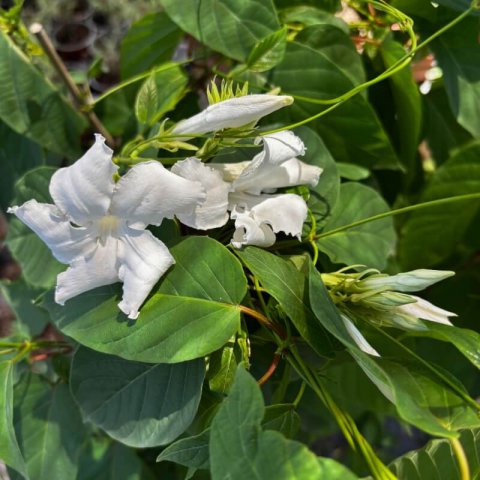 MANDEVILLA LAXA - Jazm�n chileno