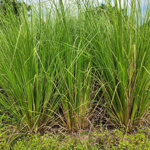 CHRYSOPOGON ZIZANOIDES - V�tiver #1