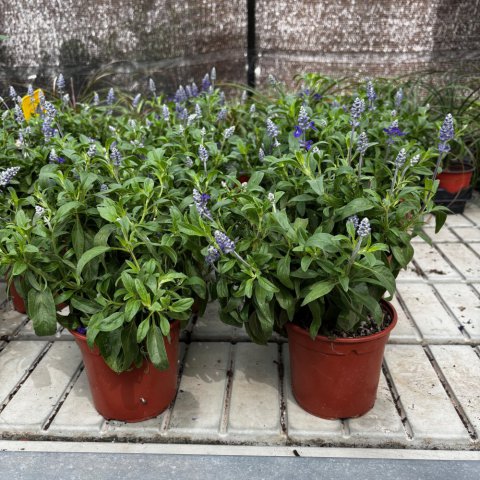 SALVIA FARINACEA - Blue sage