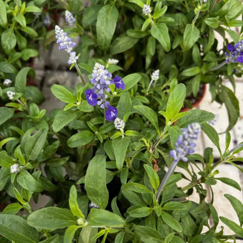 SALVIA FARINACEA - Blue sage