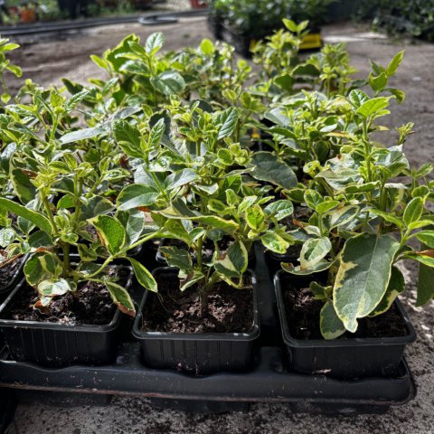 VIBURNUM TINUS VARIEGATA