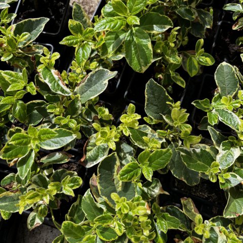 VIBURNUM TINUS VARIEGATA