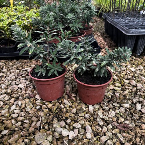 CALLISTEMON VIMINALIS - Rince-bouteille �Better John�