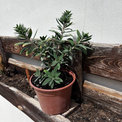 CALLISTEMON VIMINALIS - Rince-bouteille �Better John�