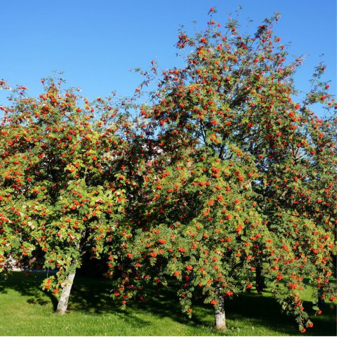 SORBUS AUCUPARIA - Serbal de los cazadores